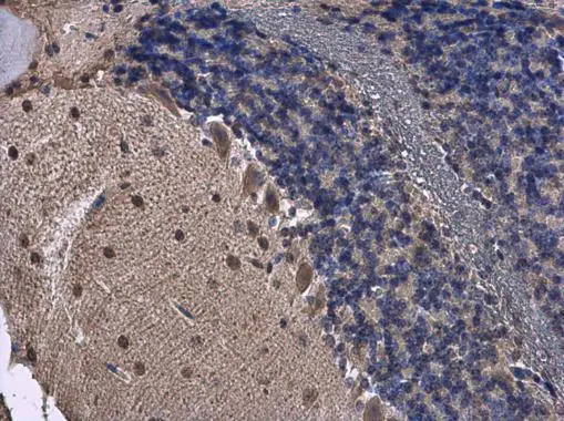 FGF13 antibody detects FGF13 protein at cytoplasm in mouse brain by immunohistochemical analysis. Sample: Paraffin-embedded mouse brain. FGF13 antibody (GTX101008) diluted at 1:500. 
 Antigen Retrieval: Citrate buffer, pH 6.0, 15 min