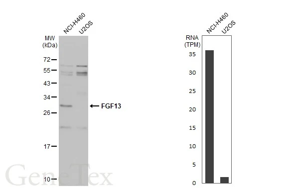Various whole cell extracts (30 μg) were separated by 12% SDS-PAGE, and the membrane was blotted with FGF13 antibody (GTX101008) diluted at 1:1000. The HRP-conjugated anti-rabbit IgG antibody (GTX213110-01) was used to detect the primary antibody. Corresponding RNA expression data for the same cell lines are based on Human Protein Atlas program.