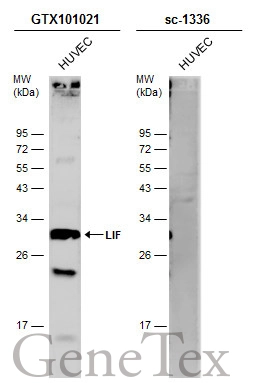 Whole cell extract (30 μg) was separated by 12% SDS-PAGE, and the membranes were blotted with LIF antibody [N1C3] (GTX101021) diluted at 1:500 and competitor's antibody (sc-1336) diluted at 1:500. The HRP-conjugated anti-rabbit IgG antibody (GTX213110-01) was used to detect the primary antibody.