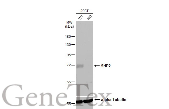 Wild-type (WT) and SHP2 knockout (KO) 293T cell extracts (30 μg) were separated by 7.5% SDS-PAGE, and the membrane was blotted with SHP2 antibody (GTX101062) diluted at 1:500. The HRP-conjugated anti-rabbit IgG antibody (GTX213110-01) was used to detect the primary antibody.