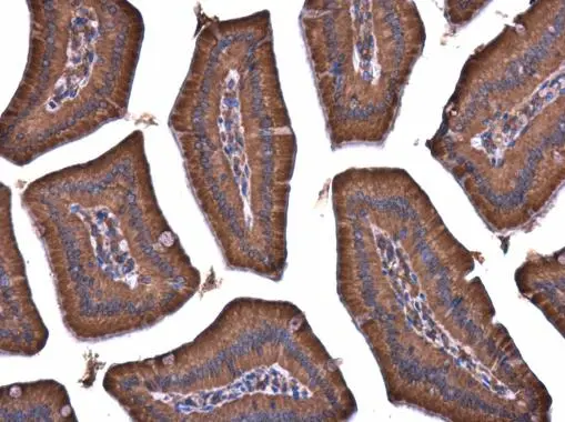 APAF1 antibody [C3], C-term detects APAF1 protein at cytoplasm in mouse duodenum by immunohistochemical analysis. Sample: Paraffin-embedded mouse duodenum. APAF1 antibody [C3], C-term (GTX101067) diluted at 1:400. 
 Antigen Retrieval: Citrate buffer, pH 6.0, 15 min