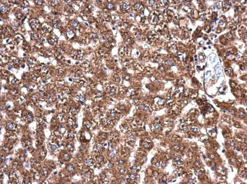 APAF1 antibody [C3], C-term detects APAF1 protein at cytoplasm in rat liver by immunohistochemical analysis. Sample: Paraffin-embedded rat liver. APAF1 antibody [C3], C-term (GTX101067) diluted at 1:400. 
 Antigen Retrieval: Citrate buffer, pH 6.0, 15 min