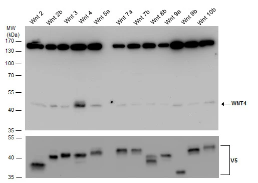 Wnt4 antibody
