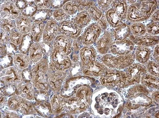 Wnt4 antibody