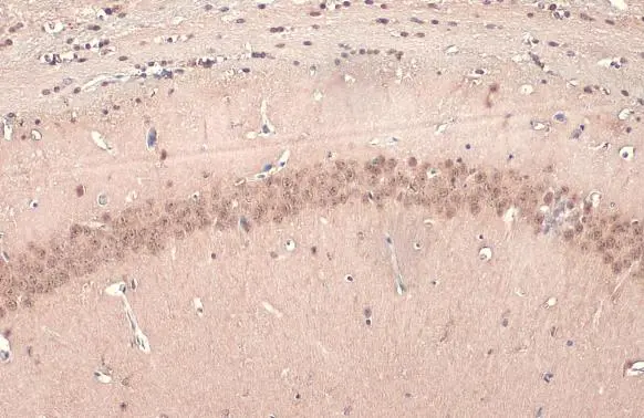 UBE3A antibody detects UBE3A protein at cytoplasm and nucleus by immunohistochemical analysis. Sample: Paraffin-embedded mouse brain. UBE3A stained by UBE3A antibody (GTX101092) diluted at 1:500. Antigen Retrieval: Citrate buffer, pH 6.0, 15 min