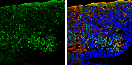 PGP9.5 antibody detects PGP9.5 protein expression by immunohistochemical analysis. Sample: Frozen sectioned E13.5 Rat brain. Green: PGP9.5 protein stained by PGP9.5 antibody (GTX101093) diluted at 1:250. Red: beta Tubulin 3/ TUJ1, a mature neuron marker, stained by beta Tubulin 3/ TUJ1 antibody [GT11710] (GTX631836) diluted at 1:500. Blue: Fluoroshield with DAPI (GTX30920).