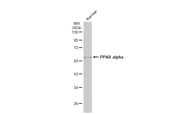 PPAR alpha antibody immunoprecipitates PPAR alpha protein in IP experiments.