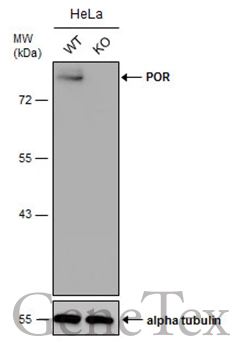 Wild-type (WT) and POR knockout (KO) HeLa cell extracts (30 μg) were separated by 7.5% SDS-PAGE, and the membrane was blotted with POR antibody [N1N3] (GTX101099) diluted at 1:500. The HRP-conjugated anti-rabbit IgG antibody (GTX213110-01) was used to detect the primary antibody.