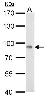 POR antibody detects POR protein by western blot analysis. A. 50 μg mouse lung lysate/extract 7.5% SDS-PAGE POR antibody (GTX101099) dilution: 1:500 The HRP-conjugated anti-rabbit IgG antibody (GTX213110-01) was used to detect the primary antibody.