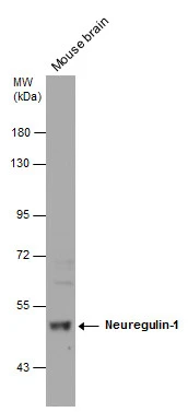 Mouse tissue extract (50 μg) was separated by 7.5% SDS-PAGE, and the membrane was blotted with Neuregulin-1 antibody [C1C3] (GTX101116) diluted at 1:2000.