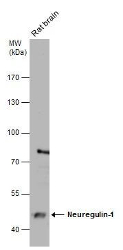 Rat tissue extract (50 μg) was separated by 7.5% SDS-PAGE, and the membrane was blotted with Neuregulin-1 antibody [C1C3] (GTX101116) diluted at 1:2000.