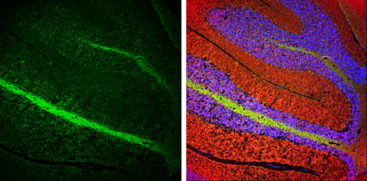 NF-L antibody detects NF-L protein expression by immunohistochemical analysis. Sample: Frozen-sectioned adult mouse cerebellum. Green: NF-L protein stained by NF-L antibody (GTX101142) diluted at 1:250. Red: beta Tubulin 3/ TUJ1, stained by beta Tubulin 3/ TUJ1 antibody [GT11710] (GTX631836) diluted at 1:500. Blue: Fluoroshield with DAPI (GTX30920).