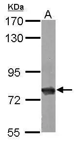 Sample (50 μg of whole cell lysate) A: Mouse brain 7.5% SDS PAGE GTX101144 diluted at 1:5000 The HRP-conjugated anti-rabbit IgG antibody (GTX213110-01) was used to detect the primary antibody.