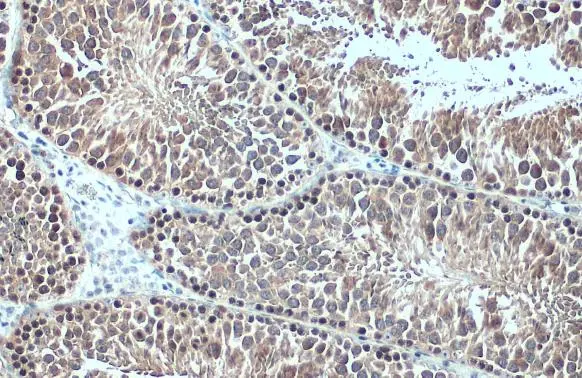 HSC70 antibody detects HSC70 protein at cytoplasm and nucleus by immunohistochemical analysis. Sample: Paraffin-embedded mouse testis. HSC70 stained by HSC70 antibody (GTX101144) diluted at 1:500. Antigen Retrieval: Citrate buffer, pH 6.0, 15