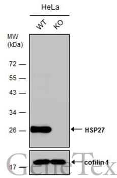 Wild-type (WT) and HSP27 knockout (KO) HeLa cell extracts (30 μg) were separated by 12% SDS-PAGE, and the membrane was blotted with HSP27 antibody (GTX101145) diluted at 1:20000. The HRP-conjugated anti-rabbit IgG antibody (GTX213110-01) was used to detect the primary antibody.