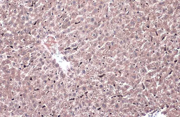 Heme Oxygenase 1 antibody detects Heme Oxygenase 1 protein at cytoplasm by immunohistochemical analysis. Sample: Paraffin-embedded mouse liver. Heme Oxygenase 1 stained by Heme Oxygenase 1 antibody (GTX101147) diluted at 1:500. Antigen Retrieval: Citrate buffer, pH 6.0, 15 min