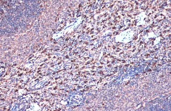 Heme Oxygenase 1 antibody detects Heme Oxygenase 1 protein at cytoplasm by immunohistochemical analysis. Sample: Paraffin-embedded rat spleen. Heme Oxygenase 1 stained by Heme Oxygenase 1 antibody (GTX101147) diluted at 1:500. Antigen Retrieval: Citrate buffer, pH 6.0, 15 min