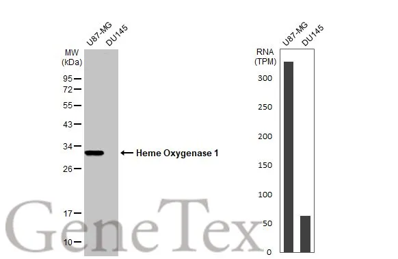 Various whole cell extracts (30 μg) were separated by 12% SDS-PAGE, and the membrane was blotted with Heme Oxygenase 1 antibody (GTX101147) diluted at 1:1000. The HRP-conjugated anti-rabbit IgG antibody (GTX213110-01) was used to detect the primary antibody. Corresponding RNA expression data for the same cell lines are based on Human Protein Atlas program.