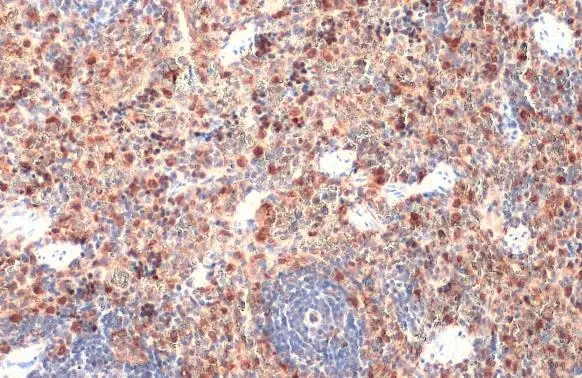 Heme Oxygenase 1 antibody detects Heme Oxygenase 1 protein at cytoplasm by immunohistochemical analysis. Sample: Paraffin-embedded mouse spleen. Heme Oxygenase 1 stained by Heme Oxygenase 1 antibody (GTX101147) diluted at 1:500. Antigen Retrieval: Citrate buffer, pH 6.0, 15 min