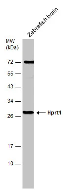 Zebrafish tissue extract (30 μg) was separated by 12% SDS-PAGE, and the membrane was blotted with HPRT antibody (GTX101148) diluted at 1:500.