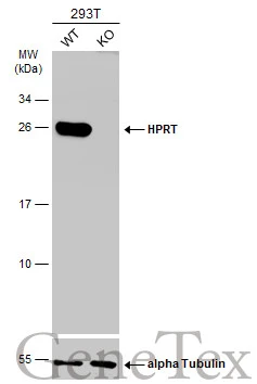 Wild-type (WT) and HPRT knockout (KO) 293T cell extracts (30 μg) were separated by 12% SDS-PAGE, and the membrane was blotted with HPRT antibody (GTX101148) diluted at 1:1000. The HRP-conjugated anti-rabbit IgG antibody (GTX213110-01) was used to detect the primary antibody.