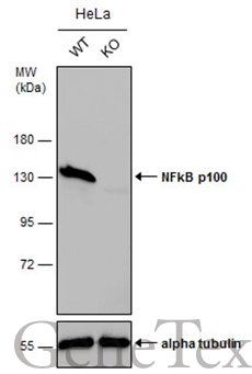 Wild-type (WT) and NFkB p100 knockout (KO) HeLa cell extracts (30 μg) were separated by 7.5% SDS-PAGE, and the membrane was blotted with NFkB p100 antibody [C2C3], C-term (GTX101150) diluted at 1:500. The HRP-conjugated anti-rabbit IgG antibody (GTX213110-01) was used to detect the primary antibody.