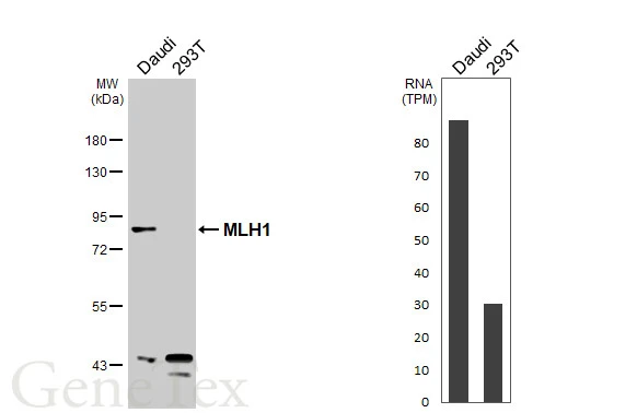 Various whole cell extracts (30 μg) were separated by 7.5% SDS-PAGE, and the membrane was blotted with MLH1 antibody (GTX101160) diluted at 1:1000. The HRP-conjugated anti-rabbit IgG antibody (GTX213110-01) was used to detect the primary antibody. Corresponding RNA expression data are based on Human Protein Atlas program.