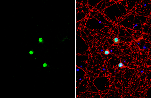 c-Fos antibody detects c-Fos protein by immunofluorescent analysis. Sample: DIV9 rat E18 primary cortical neuron cells were fixed in 4% paraformaldehyde at RT for 15 min. Green: c-Fos stained by c-Fos antibody (GTX101196) diluted at 1:1500. Red: beta Tubulin 3/ Tuj1, stained by beta Tubulin 3/ Tuj1 antibody [GT11710] (GTX631836) diluted at 1:500. Blue: Fluoroshield with DAPI (GTX30920).