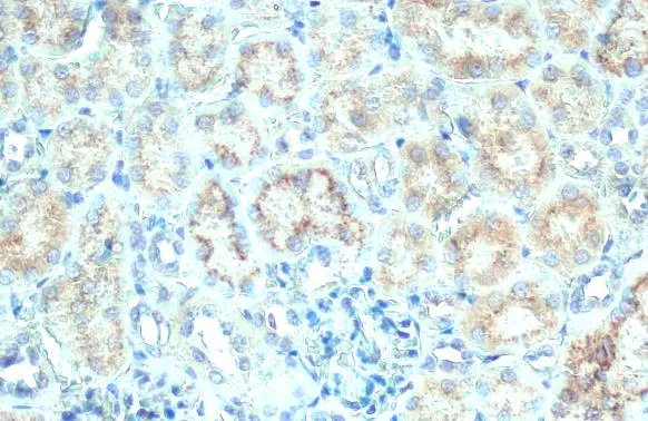 Galactosylceramidase antibody [N3C3] detects Galactosylceramidase protein at cytoplasm by immunohistochemical analysis. Sample: Paraffin-embedded mouse kidney. Galactosylceramidase stained by Galactosylceramidase antibody [N3C3] (GTX101197) diluted at 1:500. Antigen Retrieval: Citrate buffer, pH 6.0, 15 min
