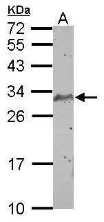 Sample (50 ug of whole cell lysate) A: mouse testis 12% SDS PAGE GTX101207 diluted at 1:1000