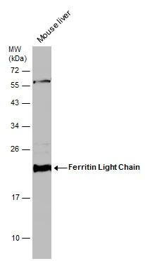 Mouse tissue extract (50 μg) was separated by 12% SDS-PAGE, and the membrane was blotted with Ferritin Light Chain antibody [N1C3] (GTX101211) diluted at 1:1000.