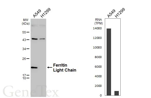 Various whole cell extracts (30 μg) were separated by 12% SDS-PAGE, and the membrane was blotted with Ferritin Light Chain antibody [N1C3] (GTX101211) diluted at 1:1000. The HRP-conjugated anti-rabbit IgG antibody (GTX213110-01) was used to detect the primary antibody. Corresponding RNA expression data for the same cell lines are based on Human Protein Atlas program.