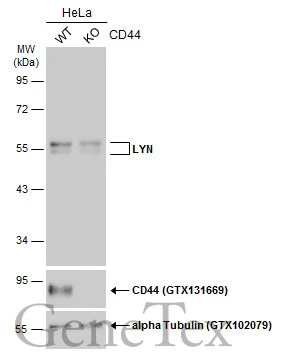 Wild-type (WT) and CD44 knockout (KO) HeLa cell extracts (30 μg) were separated by 10% SDS-PAGE, and the membrane was blotted with LYN antibody (GTX101222) diluted at 1:500. The HRP-conjugated anti-rabbit IgG antibody (GTX213110-01) was used to detect the primary antibody.