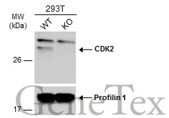 CDK2 antibody [N1C3] detects CDK2 protein by western blot analysis.