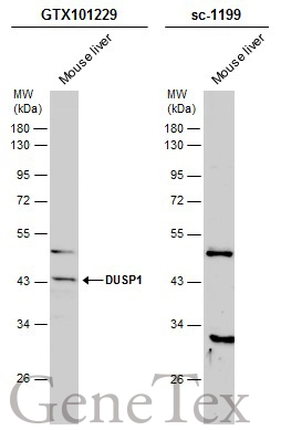 Mouse tissue extract (50 μg) was separated by 10% SDS-PAGE, and the membranes were blotted with DUSP1 antibody [N3C3] (GTX101229) diluted at 1:1000 and competitor's antibody (sc-1199) diluted at 1:200. The HRP-conjugated anti-rabbit IgG antibody (GTX213110-01) was used to detect the primary antibody.