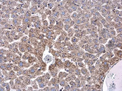 Ceruloplasmin antibody detects Ceruloplasmin protein at cytoplasm in mouse liver by immunohistochemical analysis. Sample: Paraffin-embedded mouse liver. Ceruloplasmin antibody (GTX101231) diluted at 1:500.
Antigen Retrieval: Citrate buffer, pH 6.0, 15 min Ceruloplasmin antibody detects Ceruloplasmin protein at cytoplasm in mouse liver by immunohistochemical analysis. Sample: Paraffin-embedded mouse liver. Ceruloplasmin antibody (GTX101231) diluted at 1:500.
Antigen Retrieval: Citrate buffer, pH 6.0, 15 min
