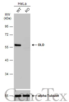 Wild-type (WT) and DLD knockout (KO) HeLa cell extracts (30 μg) were separated by 10% SDS-PAGE, and the membrane was blotted with DLD antibody [N1N3] (GTX101232) diluted at 1:500. The HRP-conjugated anti-rabbit IgG antibody (GTX213110-01) was used to detect the primary antibody.