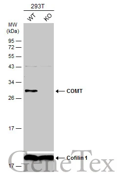 Wild-type (WT) and COMT knockout (KO) HEK293T cell extracts (30 μg) were separated by 12% SDS-PAGE, and the membrane was blotted with COMT antibody (GTX101233) diluted at 1:500. The HRP-conjugated anti-rabbit IgG antibody (GTX213110-01) was used to detect the primary antibody.