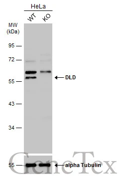 Wild-type (WT) and DLD knockout (KO) HeLa cell extracts (30 μg) were separated by 10% SDS-PAGE, and the membrane was blotted with DLD antibody (GTX101245) diluted at 1:500. The HRP-conjugated anti-rabbit IgG antibody (GTX213110-01) was used to detect the primary antibody.
