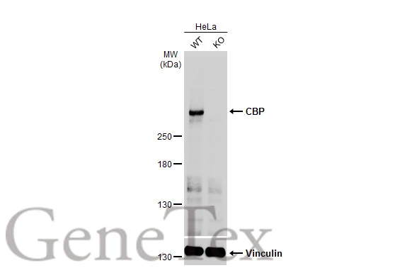 CBP antibody immunoprecipitates CBP protein in IP experiments.