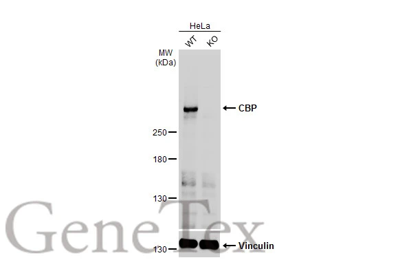 CNPBerry 1.0ml最高品質CBP CRDP CRDH1823 61zO+2w8GzL._UF350,350_QL50_.jpg