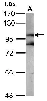 Sample (50 ug of whole cell lysate) A: mouse brain 7.5% SDS PAGE GTX101254 diluted at 1:1000