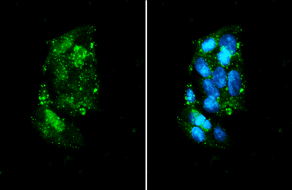 Thrombin antibody detects Thrombin protein by immunofluorescent analysis. Sample: HepG2 cells were fixed in ice-cold MeOH for 5 min. Green: Thrombin stained by Thrombin antibody (GTX101270) diluted at 1:1000. Blue: Fluoroshield with DAPI (GTX30920).