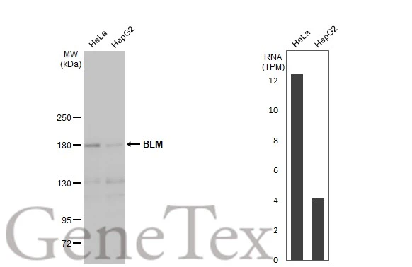 Various whole cell extracts (30 μg) were separated by 5% SDS-PAGE, and the membrane was blotted with BLM antibody [C3], C-term (GTX101303) diluted at 1:1000. The HRP-conjugated anti-rabbit IgG antibody (GTX213110-01) was used to detect the primary antibody. Corresponding RNA expression data for the same cell lines are based on Human Protein Atlas program.