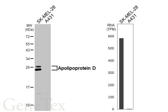 Various whole cell extracts (30 μg) were separated by 12% SDS-PAGE, and the membrane was blotted with Apolipoprotein D antibody (GTX101306) diluted at 1:1000. The HRP-conjugated anti-rabbit IgG antibody (GTX213110-01) was used to detect the primary antibody. Corresponding RNA expression data are based on Human Protein Atlas program.