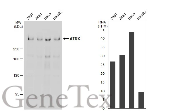 Various whole cell extracts (30 μg) were separated by 5% SDS-PAGE, and the membrane was blotted with ATRX antibody [C3], C-term (GTX101310) diluted at 1:1000. The HRP-conjugated anti-rabbit IgG antibody (GTX213110-01) was used to detect the primary antibody.Corresponding RNA expression data for the same cell lines are based on Human Protein Atlas program.