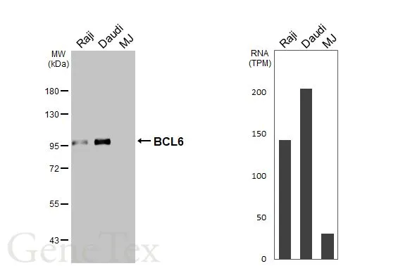 Various whole cell extracts (30 μg) were separated by 7.5% SDS-PAGE, and the membrane was blotted with BCL6 antibody [N2C1], Internal (GTX101338) diluted at 1:1000. The HRP-conjugated anti-rabbit IgG antibody (GTX213110-01) was used to detect the primary antibody. Corresponding RNA expression data for the same cell lines are based on Human Protein Atlas program.