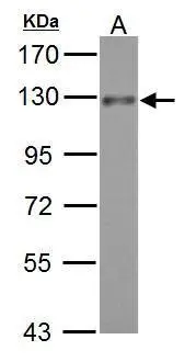 ADAM17 antibody [C2C3], C-term