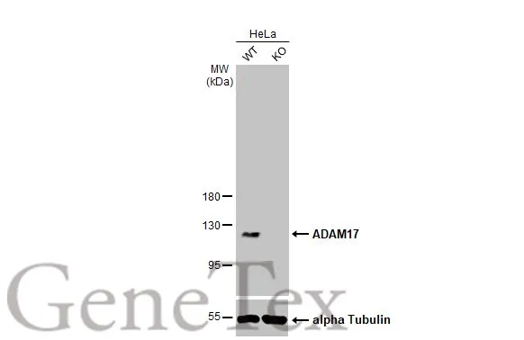 Wild-type (WT) and ADAM17 knockout (KO) HeLa (30 μg) were separated by 7.5% SDS-PAGE, and the membrane was blotted with ADAM17 antibody [C2C3], C-term (GTX101358) diluted at 1:500. The HRP-conjugated anti-rabbit IgG antibody (GTX213110-01) was used to detect the primary antibody.