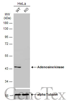 Wild-type (WT) and Adenosine kinase knockout (KO) HeLa cell extracts (30 μg) were separated by 10% SDS-PAGE, and the membrane was blotted with Adenosine kinase antibody [N1C1] (GTX101372) diluted at 1:500. The HRP-conjugated anti-rabbit IgG antibody (GTX213110-01) was used to detect the primary antibody.